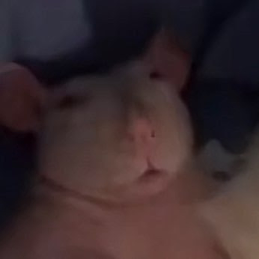 Meet your Posher, Arleen-auria